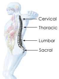 Spine & Nerve Chart